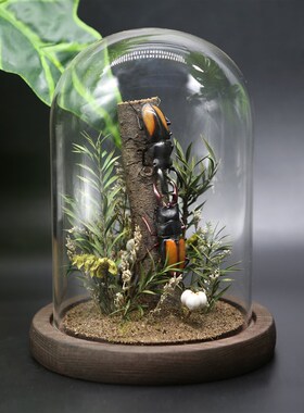 现货真实昆虫甲虫标本家居玻璃罩相框摆件送人礼物蝴蝶锹甲微景观