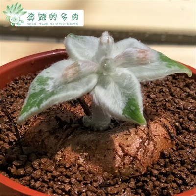 快跟月晏断崖女王 红花 盆口10厘米一物一拍迷你U盆栽 多肉绿植