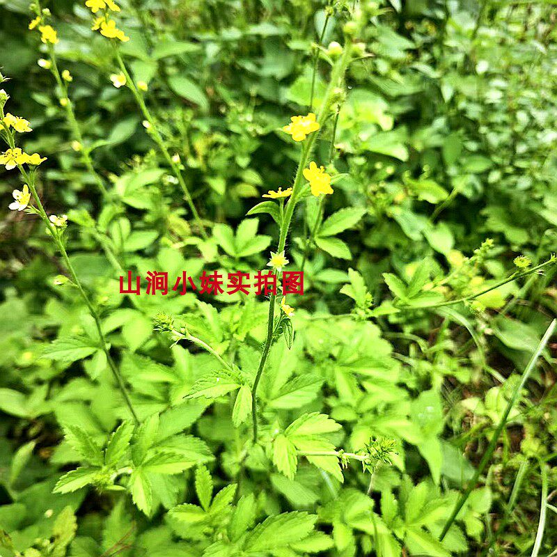 苍术盆栽黄芪盆栽人参丁香酸枣树桌面绿植