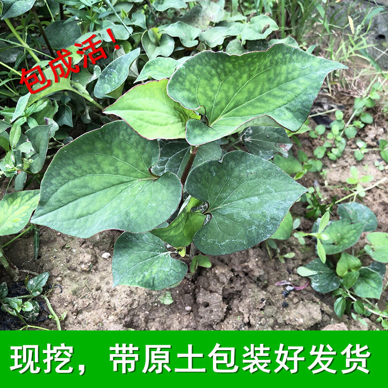 罗布麻树苗罗布麻苗石斛中药苗鸡桌面绿植