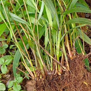正宗云南新鲜棕叶狗尾草全草箬叶老虎姜现采现挖地棕现挖现发