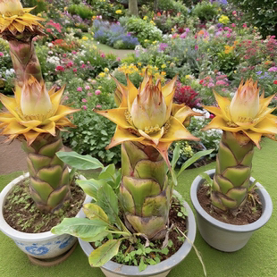 地涌金莲大型盆栽花卉易养活开花植物阳台绿植庭院景观带花苞