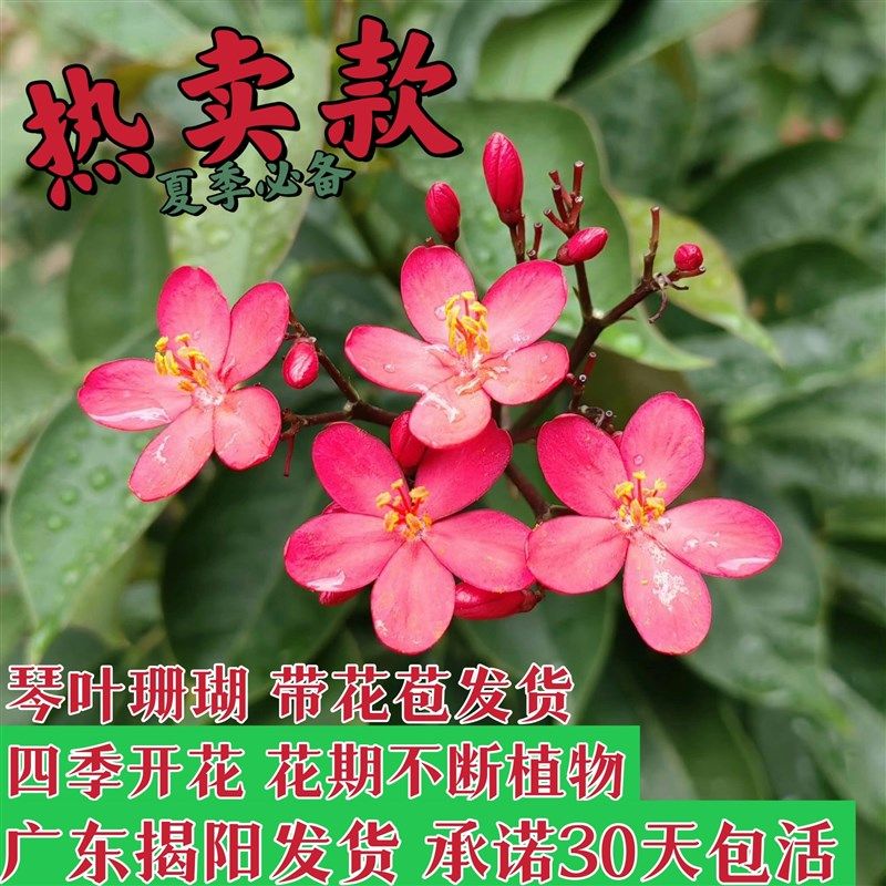 速发琴 珊瑚花  四季开花不断苞琴叶樱盆栽台庭院花卉叶带花 发货