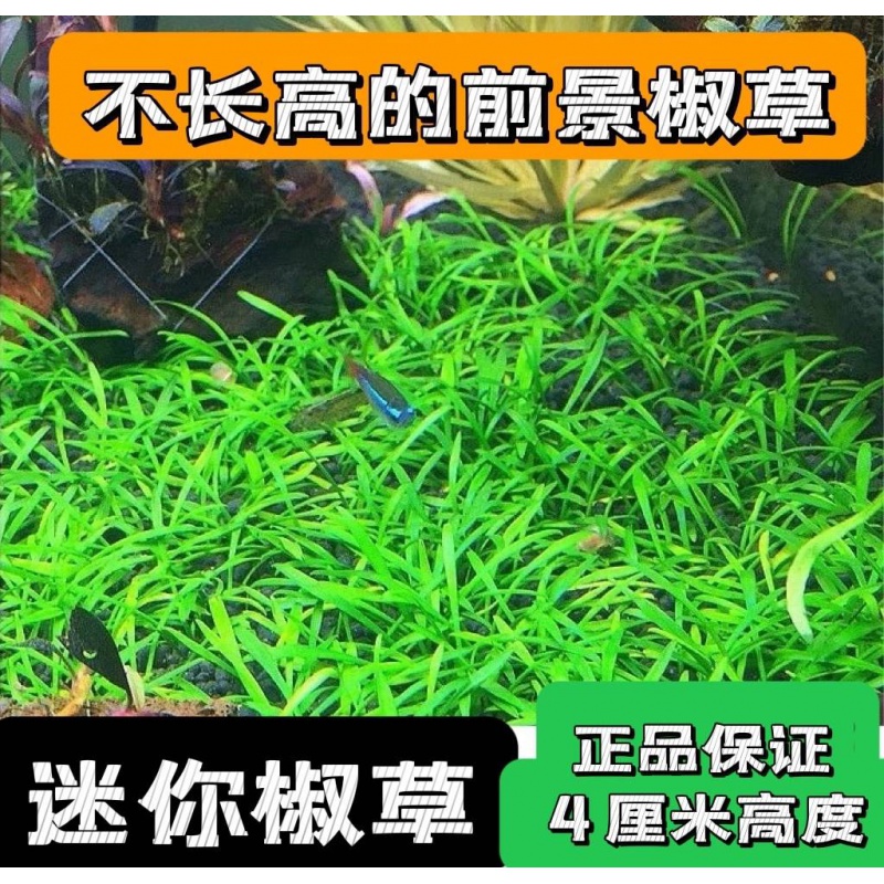 速发鱼缸造成以景水草迷你椒草可前蔓延景草皮生长缓慢水植物Y521