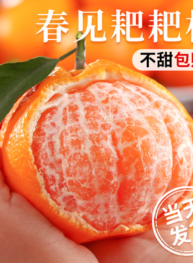 正宗四川春见耙耙柑粑粑柑杷杷柑水果新鲜整箱当季丑桔橘子旗舰店
