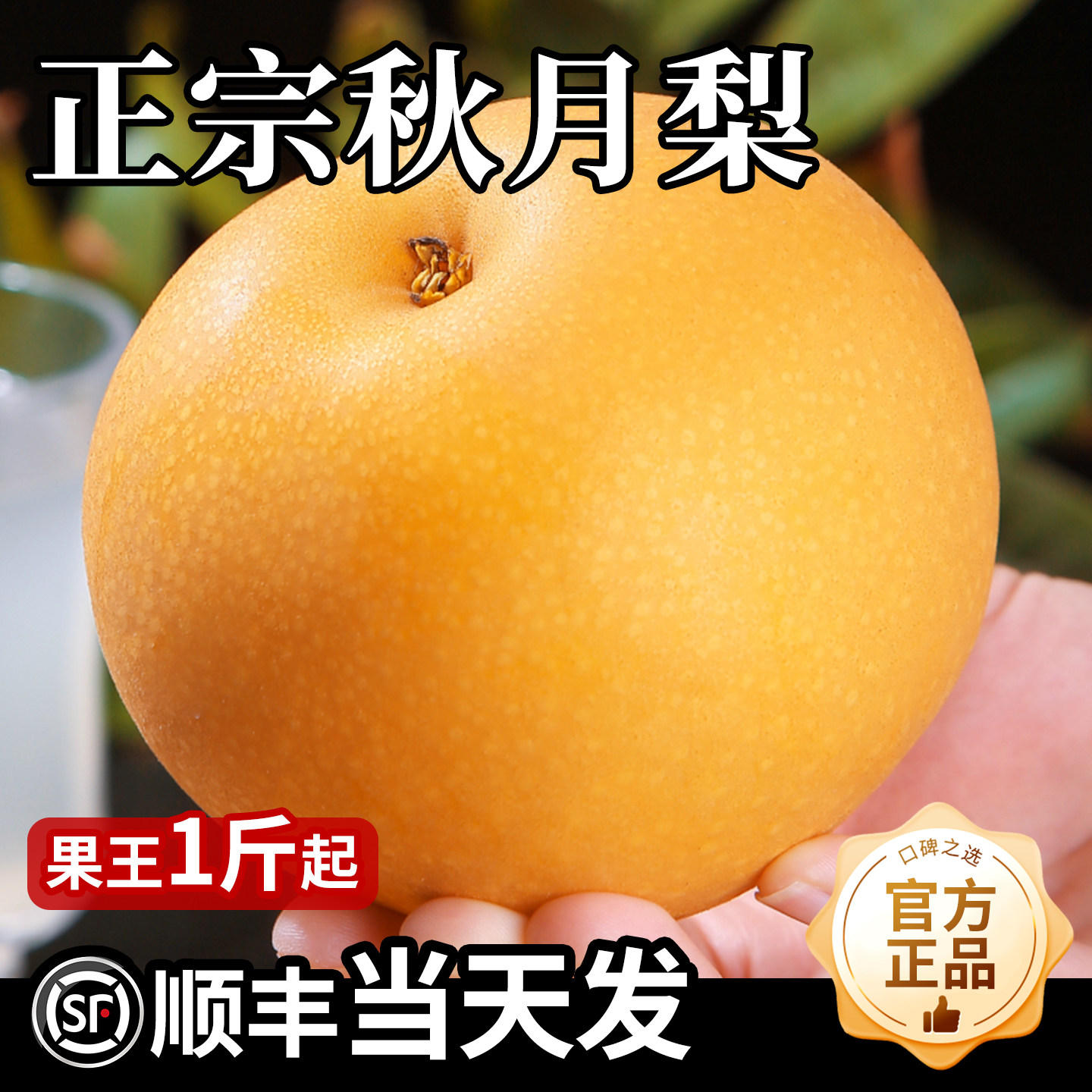 秋月梨新鲜梨子水果正宗应当季整箱顺丰包邮山东莱阳蜜梨冰糖雪梨