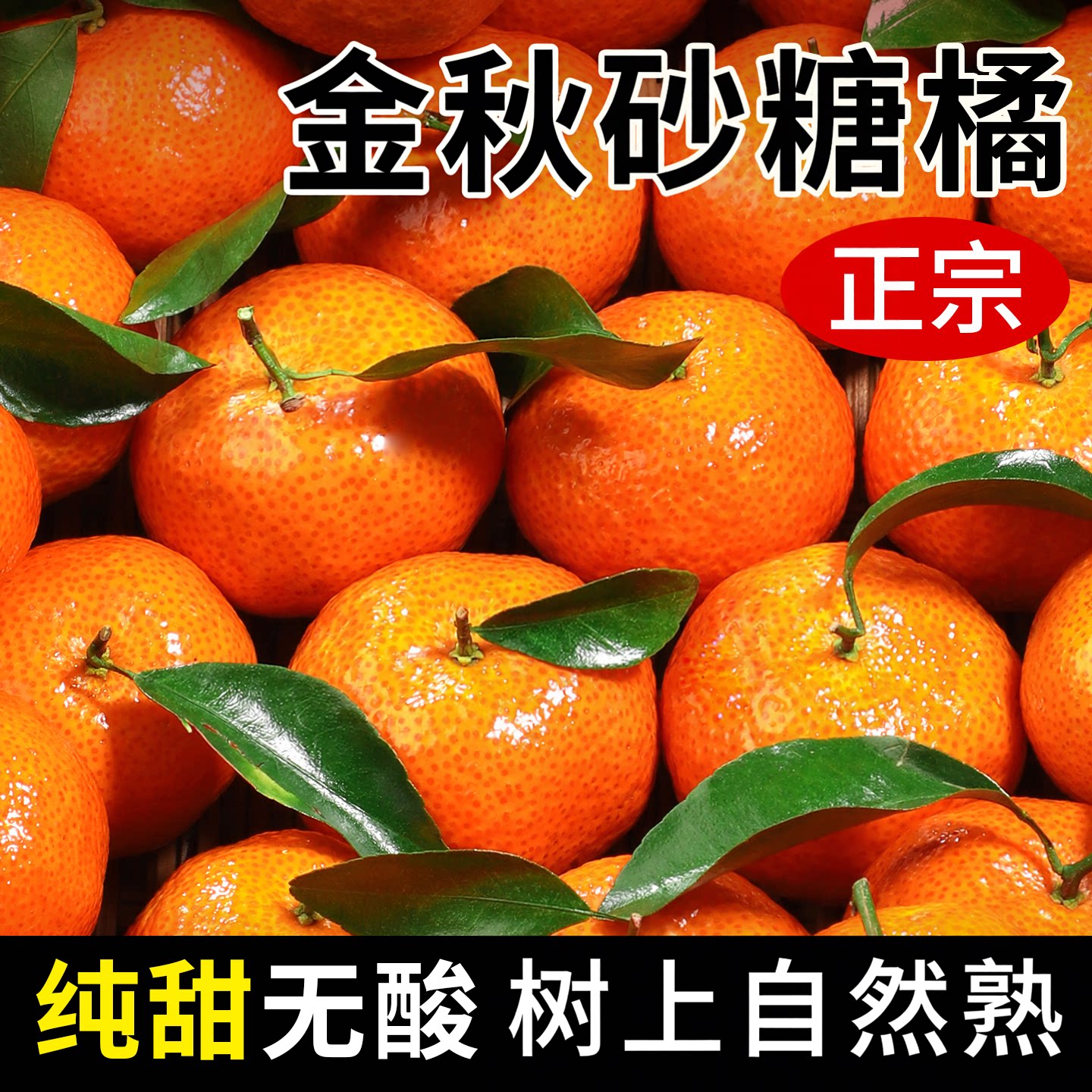 「金秋砂糖橘」过年都在囤的橘子