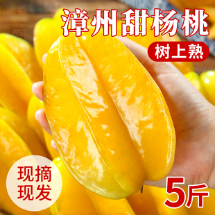 福建漳州甜杨桃水果当季新鲜整箱5斤洋桃树上熟应季大果红龙杨桃