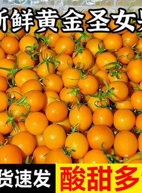 黄色圣女果生吃小番茄樱桃小西红柿新鲜小柿子自然熟水果现摘包邮