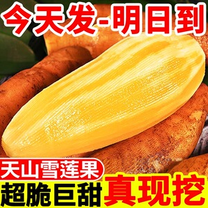 现挖云南天山雪莲果新鲜10斤孕妇水果应当季整箱顺包邮红心大果