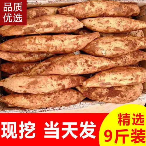 云南现挖当季新鲜雪莲果