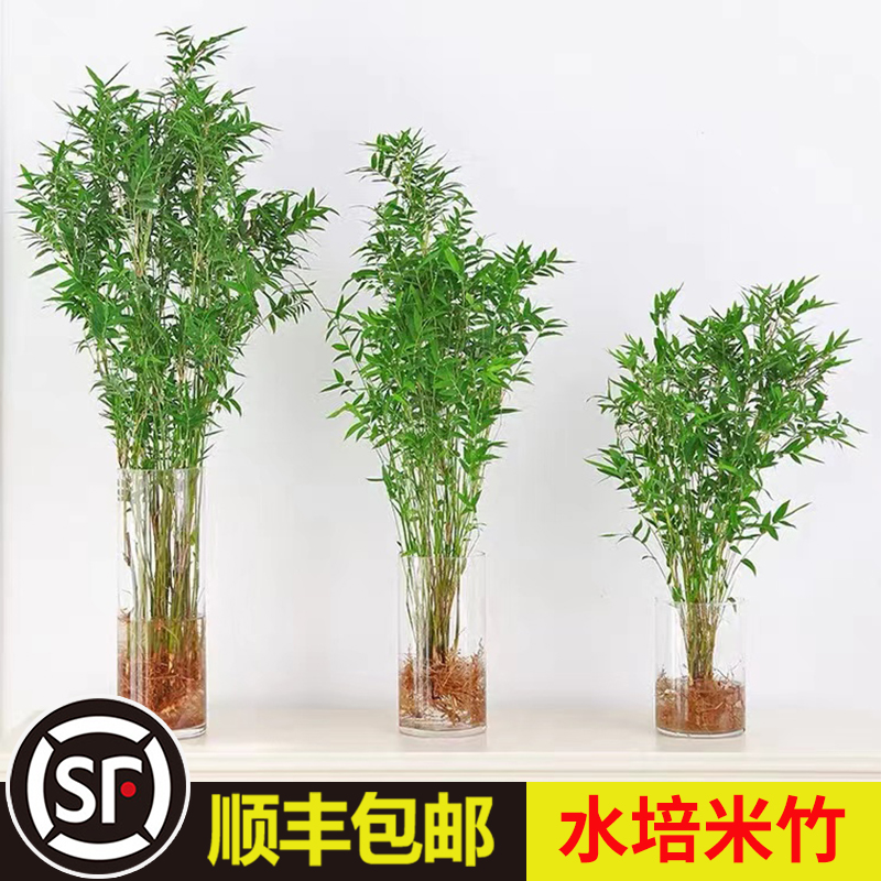 速发水培室物米竹植内盆栽富贵竹南天竹桌面绿植带根子生竹水绿植