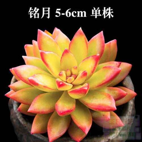 速发名贵多肉植物组合 高档大颗 大型含合盆栽老桩 超大成品花盆