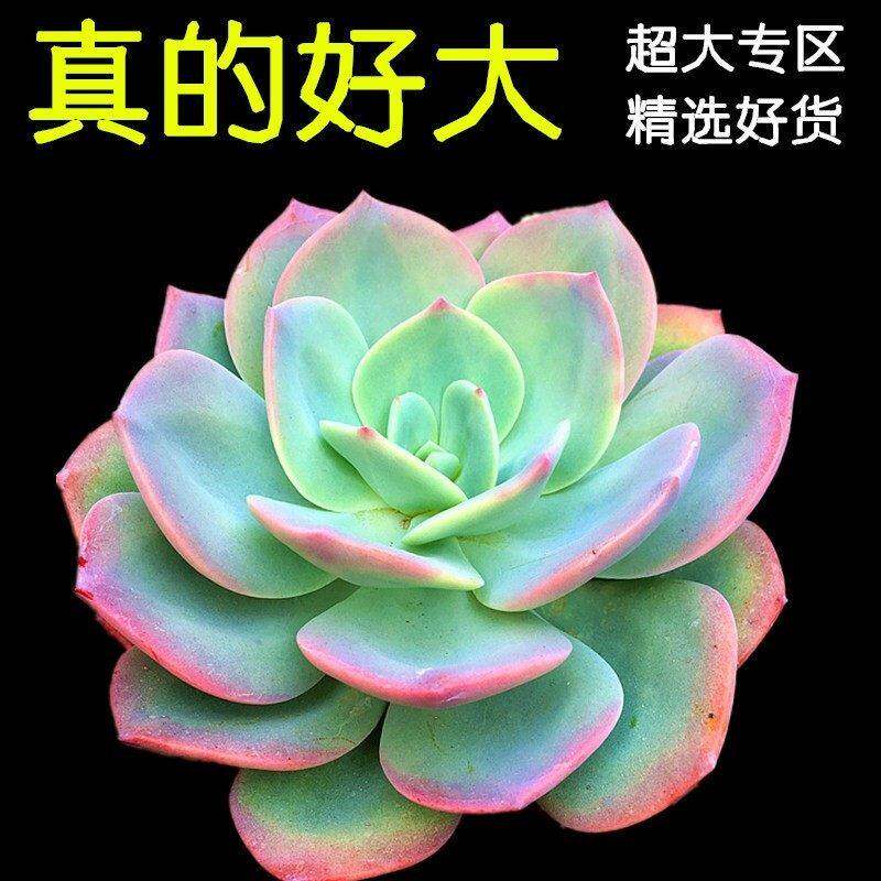 速发超大多肉植物 大棵老桩多肉 白凤 玉蝶 一物 碧桃正 品相一拍