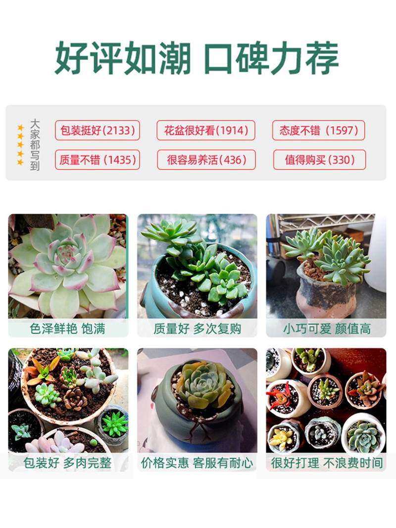 速发多肉植物组合盆栽肉嘟嘟室内肉肉花植物含多肉花盆营养土绿植