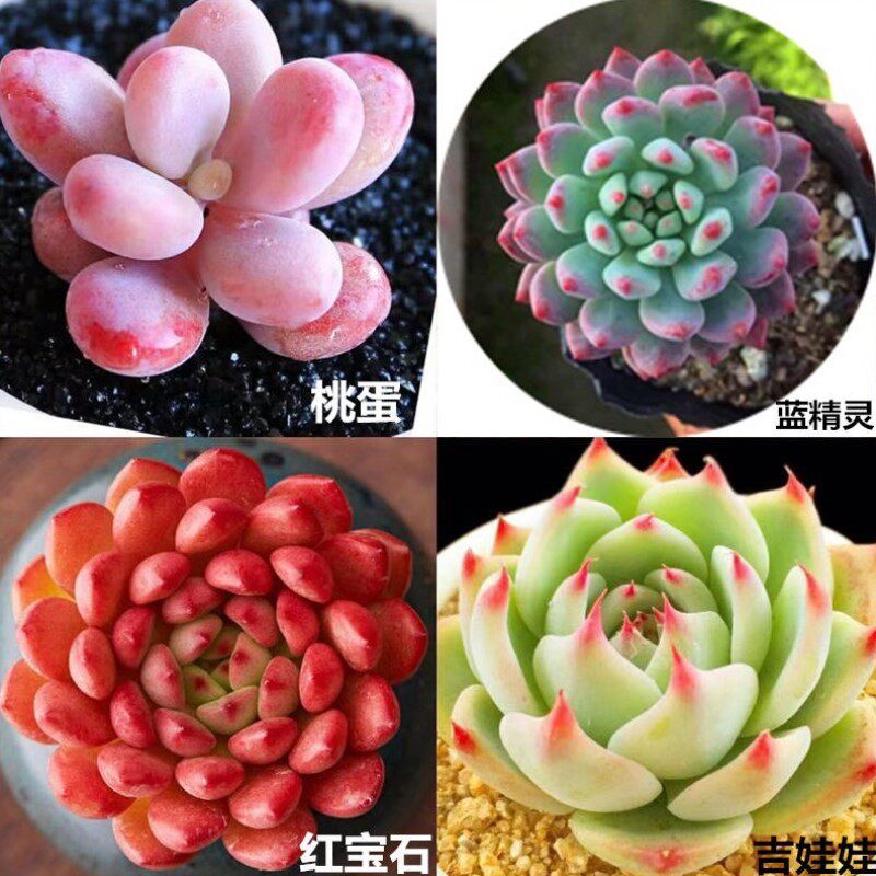 速发多肉盆栽绿植花卉园艺精品带盆土吉娃娃红宝石玉露桃蛋新手组