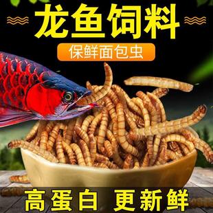 龙鱼饲料金龙红龙银龙鱼食血鹦鹉招财鱼罗汉鱼保鲜大麦虫干面包虫