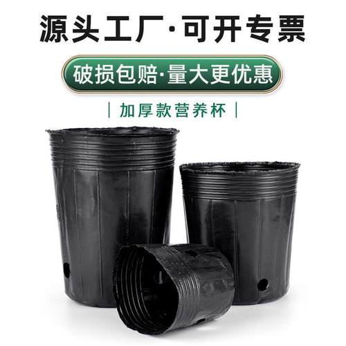 恒德利加厚营养袋透明营养钵pp育苗袋黑色育苗钵塑料一次性营养杯
