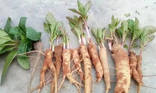 新鲜也生商陆根中药材山萝卜见肿消土人参丑大黄章柳根金七狼