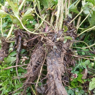 云南山区中药材虎掌草新鲜草玉梅见风青狗脚迹溪畔银莲花下单包邮