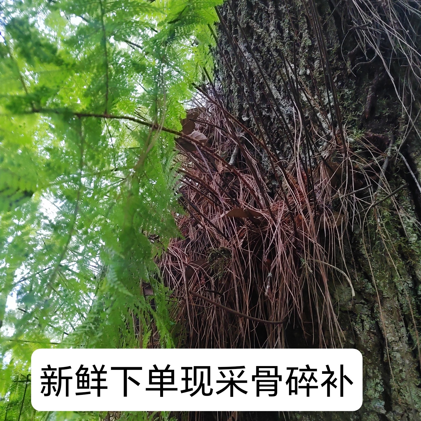 新鲜骨碎补爬岩姜石岩姜接骨毛姜爬岩姜石岩姜接骨包邮巴岩姜