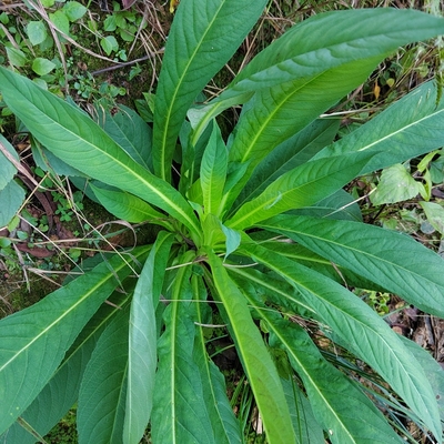 千头艾纳香 火油草 走马风 一支箭 大扭箭 老君丹 大将军现采