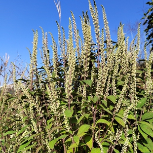野坝子野坝蒿野香苏扫把茶云南中草药凉茶清热泡水煮鸡搭档包邮