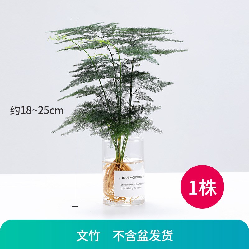 水培植物室内绿植四季水养水w生绿萝富贵竹红白掌文竹桌面花卉盆