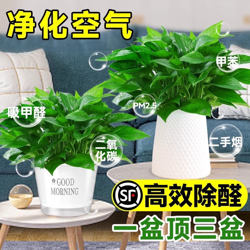 现货速发绿萝盆栽大叶长藤绿箩植物吊兰植物室内新房客厅吸甲醛净