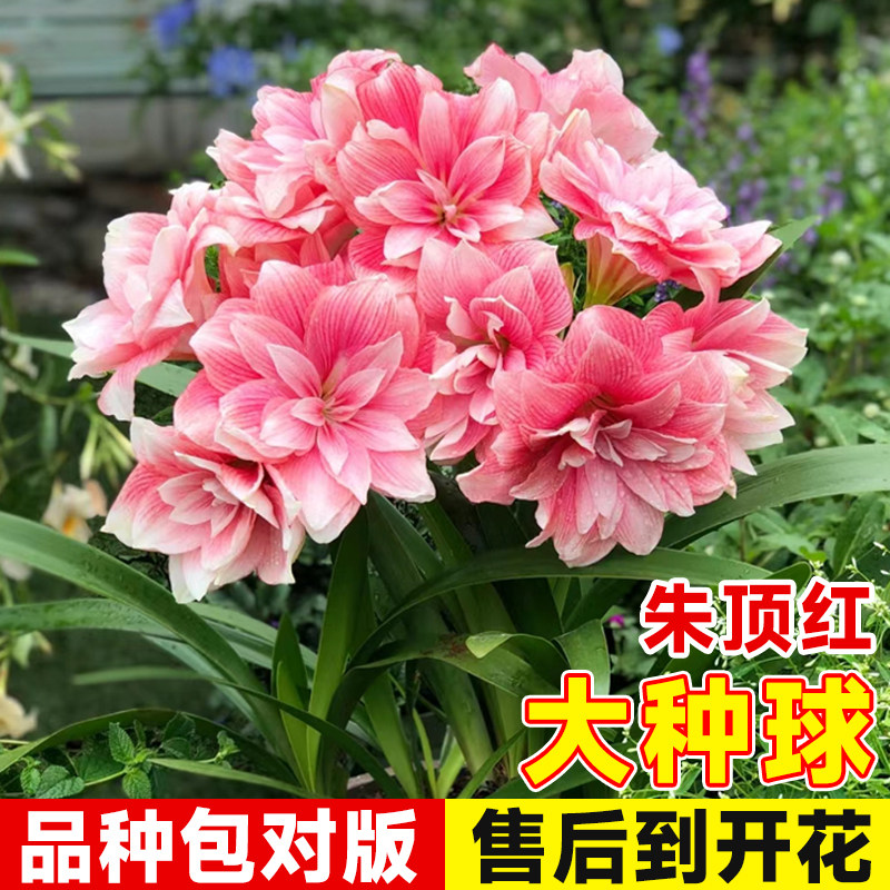 速发朱顶红重瓣种球阿弗雷双王室内盆栽植物适合冬天耐寒耐冻花卉