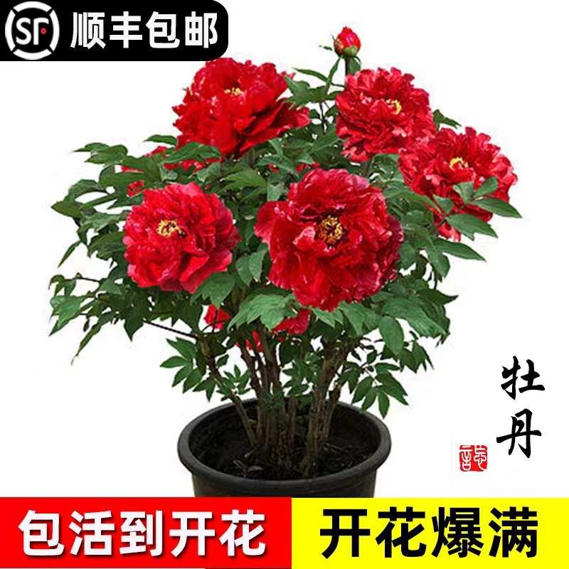 速发栽丹花盆牡大苗洛花宗花种缠枝庭院大正王重瓣室内牡丹花苗