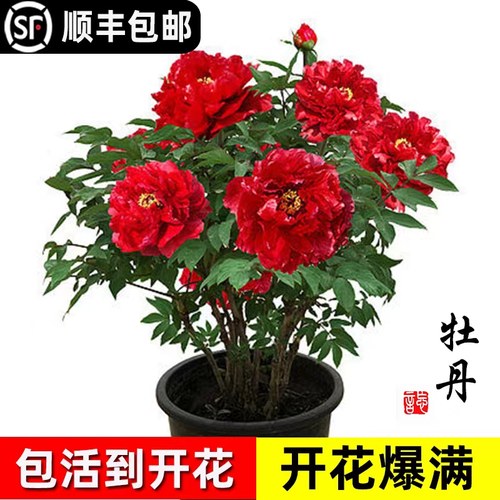 速发栽丹花盆牡大苗洛花宗花种缠枝庭院大正王重瓣室内牡丹花苗