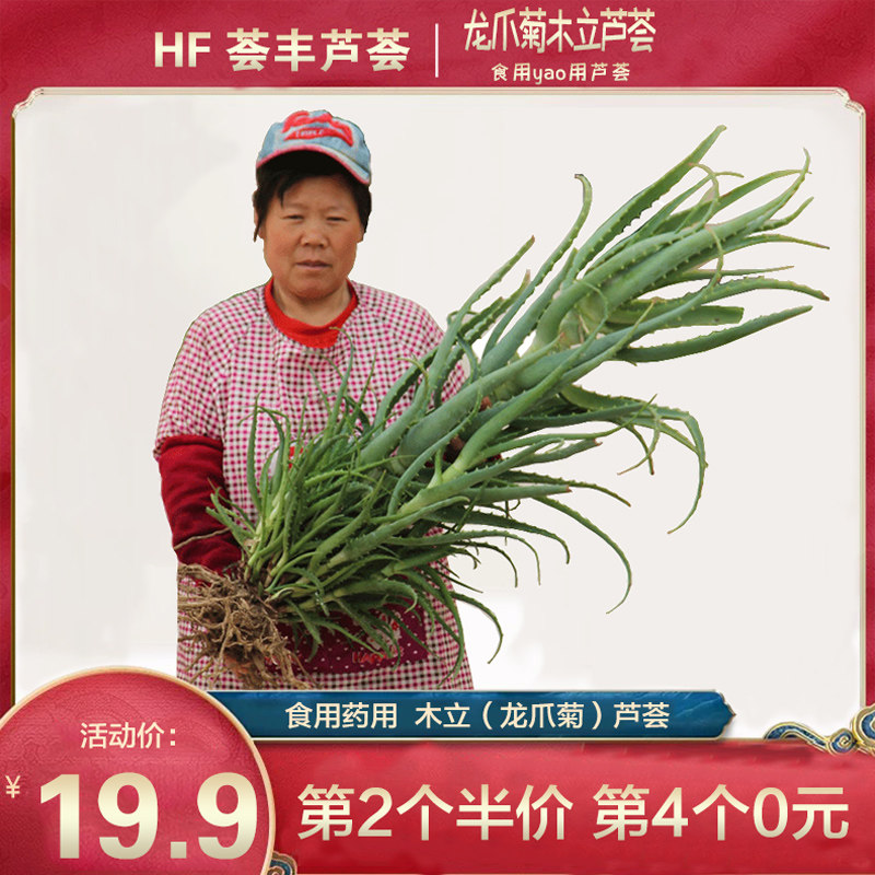 现货速发木立芦荟植物盆栽 龙爪菊芦荟盆栽龙爪芦荟 食用药用芦荟