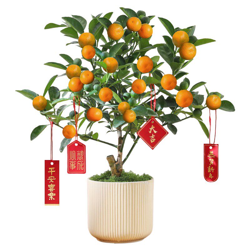 速发金桔树盆栽植物室内四季橘子盆景客厅可食用金橘带果年宵绿植