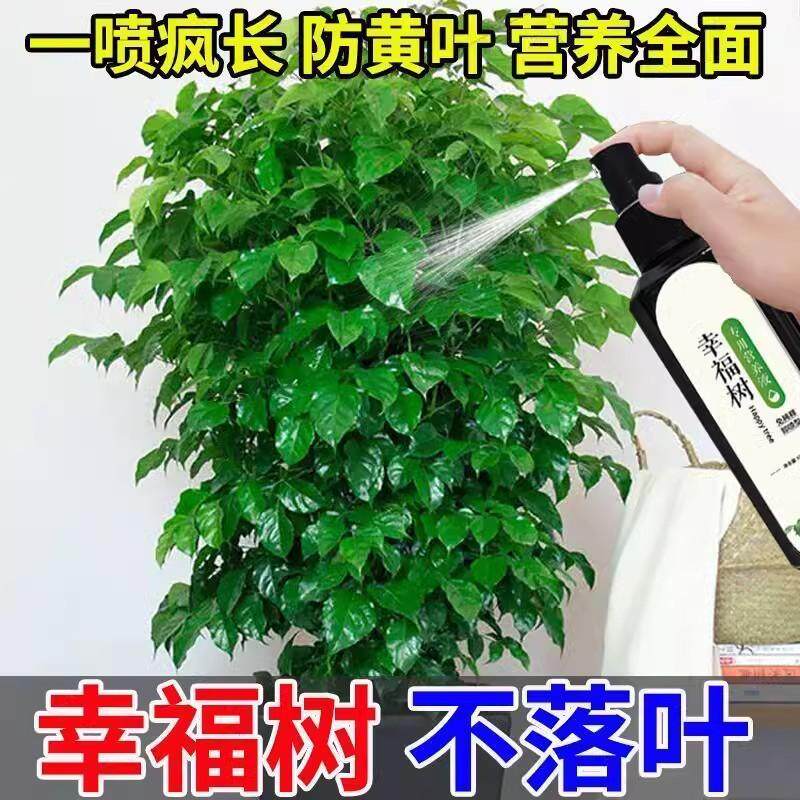 幸福树专用肥水植物室内急救花肥