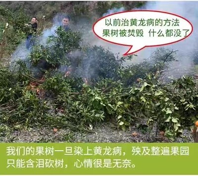 极速黄龙病CAS溶水无渣柑橘脐橙黄龙病C黄化症CAS69523黄龙病cas