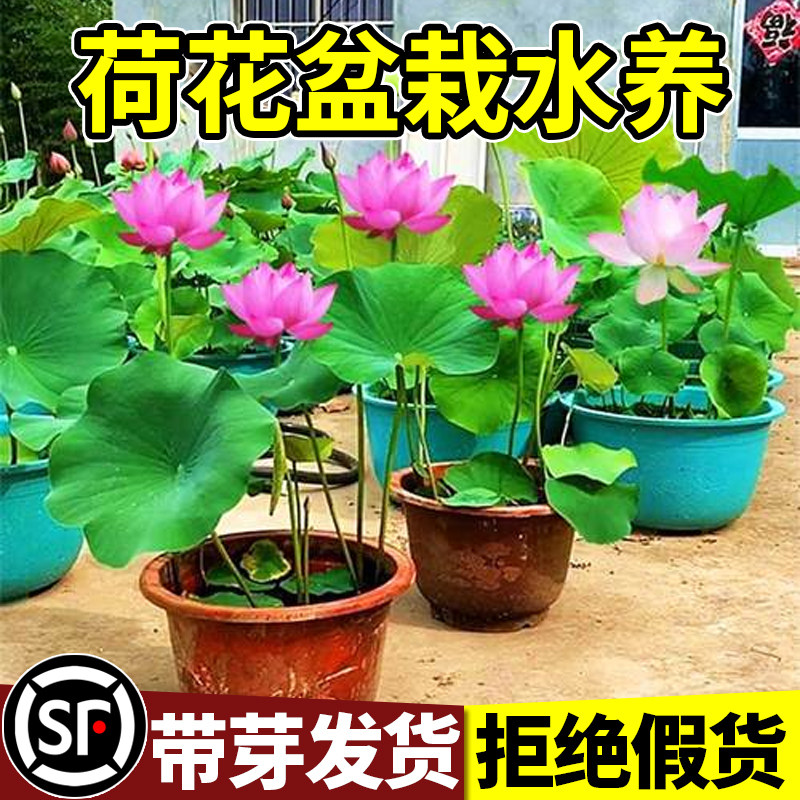 极速荷花盆栽水养种根苗室内水培植物池H塘水生观赏花卉种藕睡莲