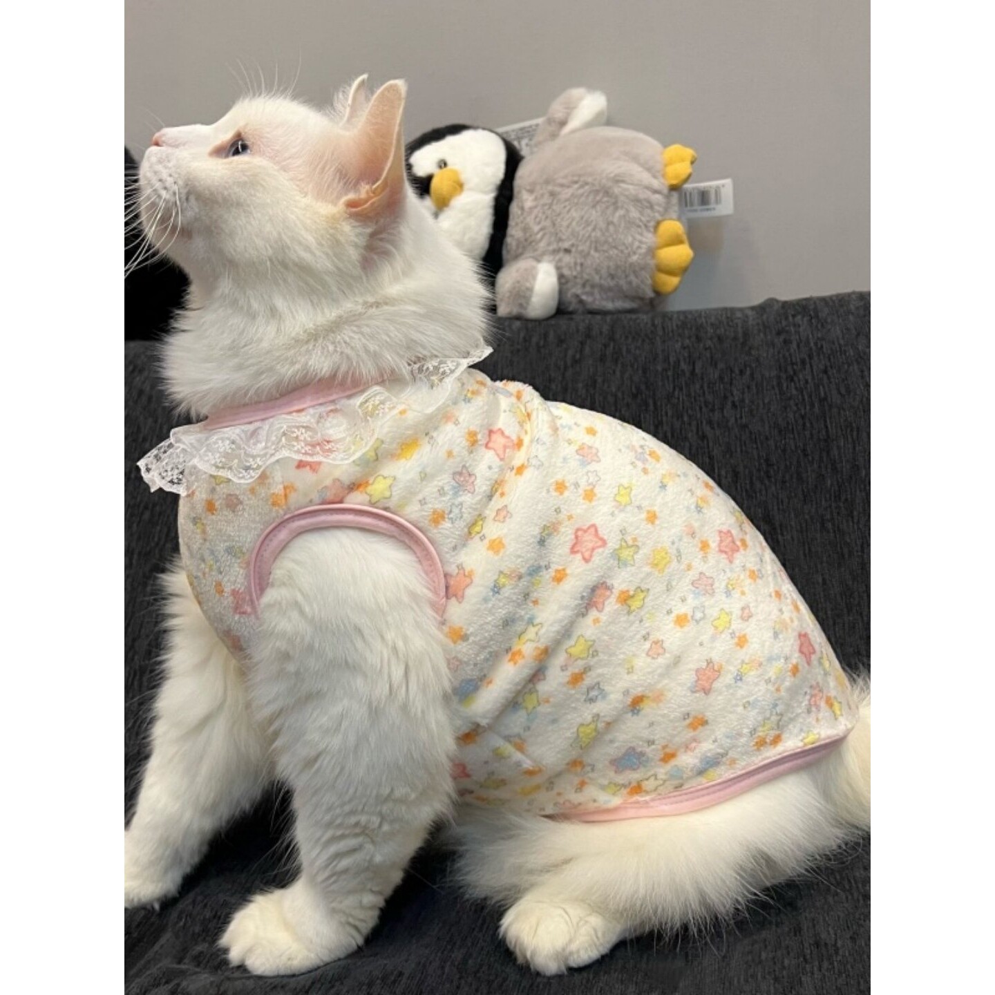 加绒蕾丝花边宠物猫咪衣服秋冬季保暖无袖背心法兰绒可爱彩色星星