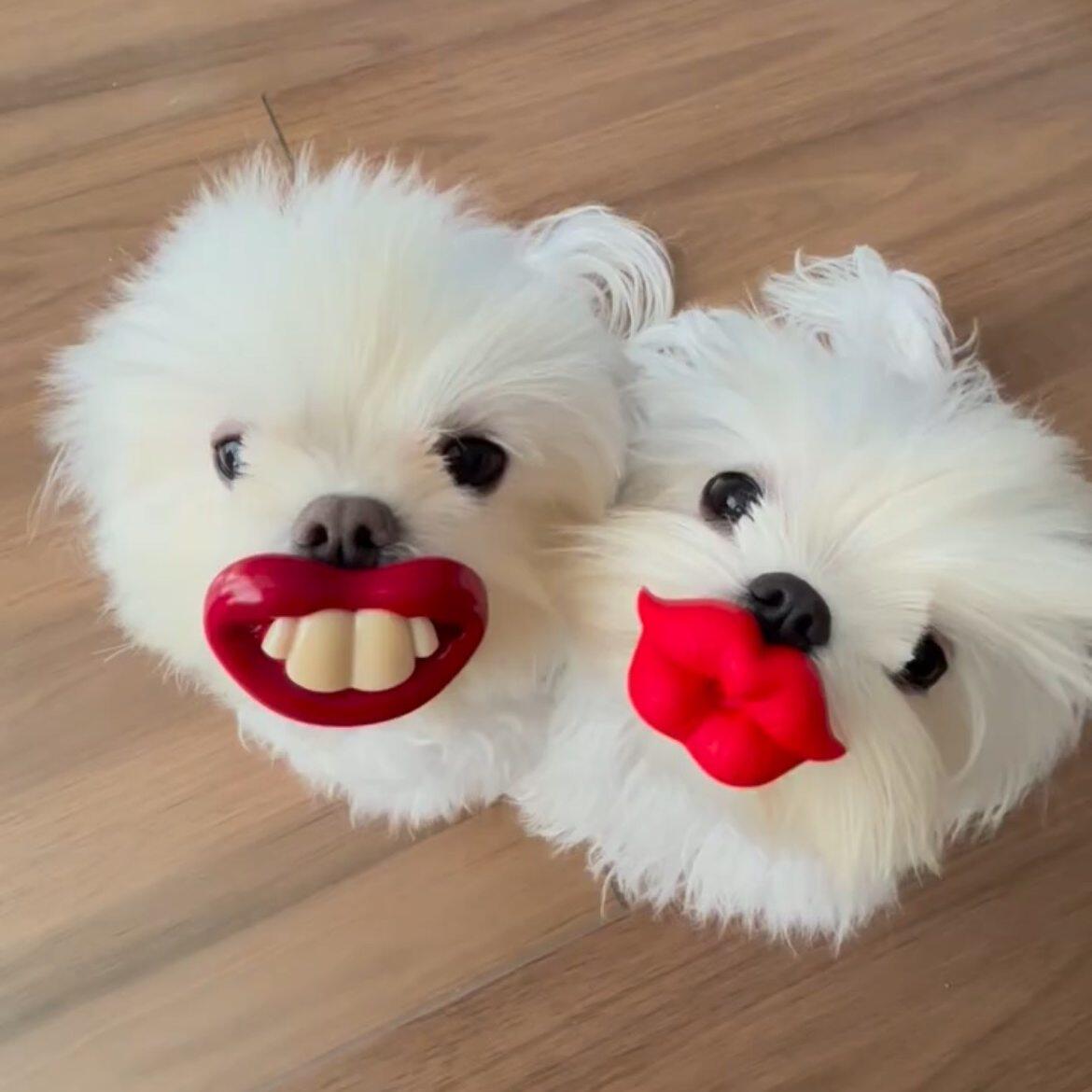 【必须亲一个!】狗狗龅牙装饰搞怪仿生奶嘴幼犬磨牙解闷安抚玩具