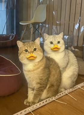 鸭嘴猫小黄鸭猫咪嘴套扁嘴鸭子宠物面罩趣味猫咪拍照出片神器可爱