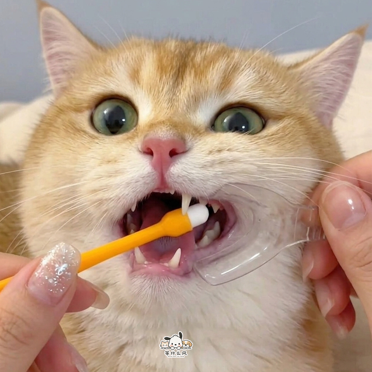 猫咪刷牙开口神器口腔扩口器宠物狗狗清洁牙齿辅助器耐高温易清洗