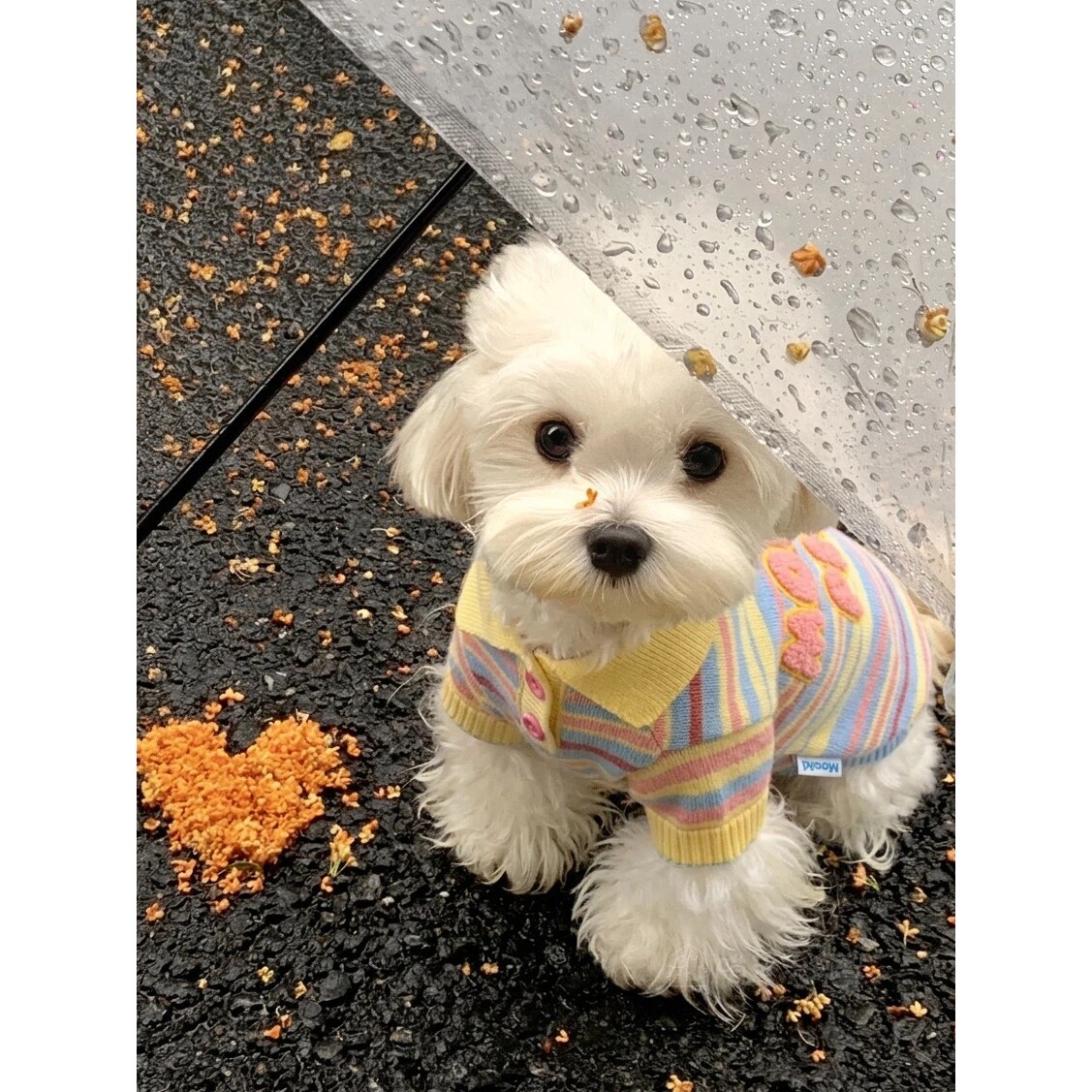 狗狗衣服宠物毛衣比熊雪纳瑞中小型犬秋冬加厚保暖猫咪衣服防掉毛