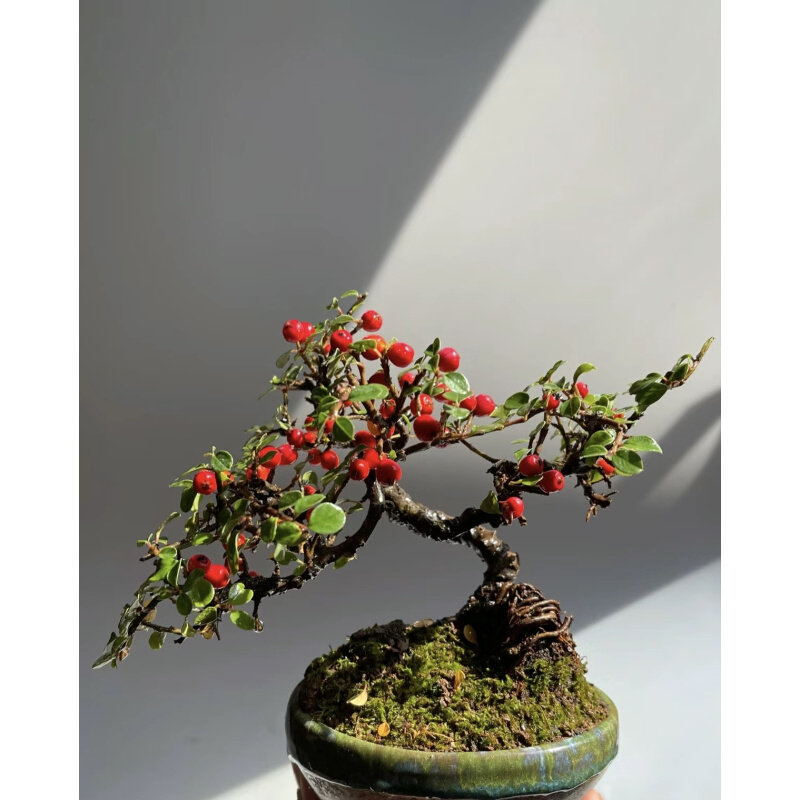 珍珠米叶大红果荀子大果白花老桩云南盆景桌面开花植物小叶不落叶