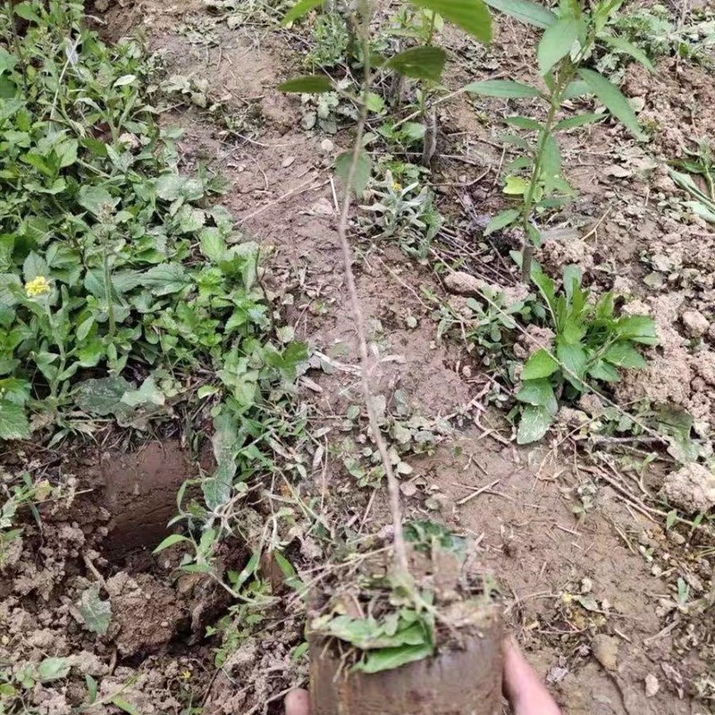 极速移栽器移苗器 栽苗神器栽苗器打孔器移Q苗铲蔬菜移栽器打洞