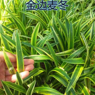 庭院苗木耐寒地被植物金边麦冬草细叶青叶麦冬草四季 常青绿化工程