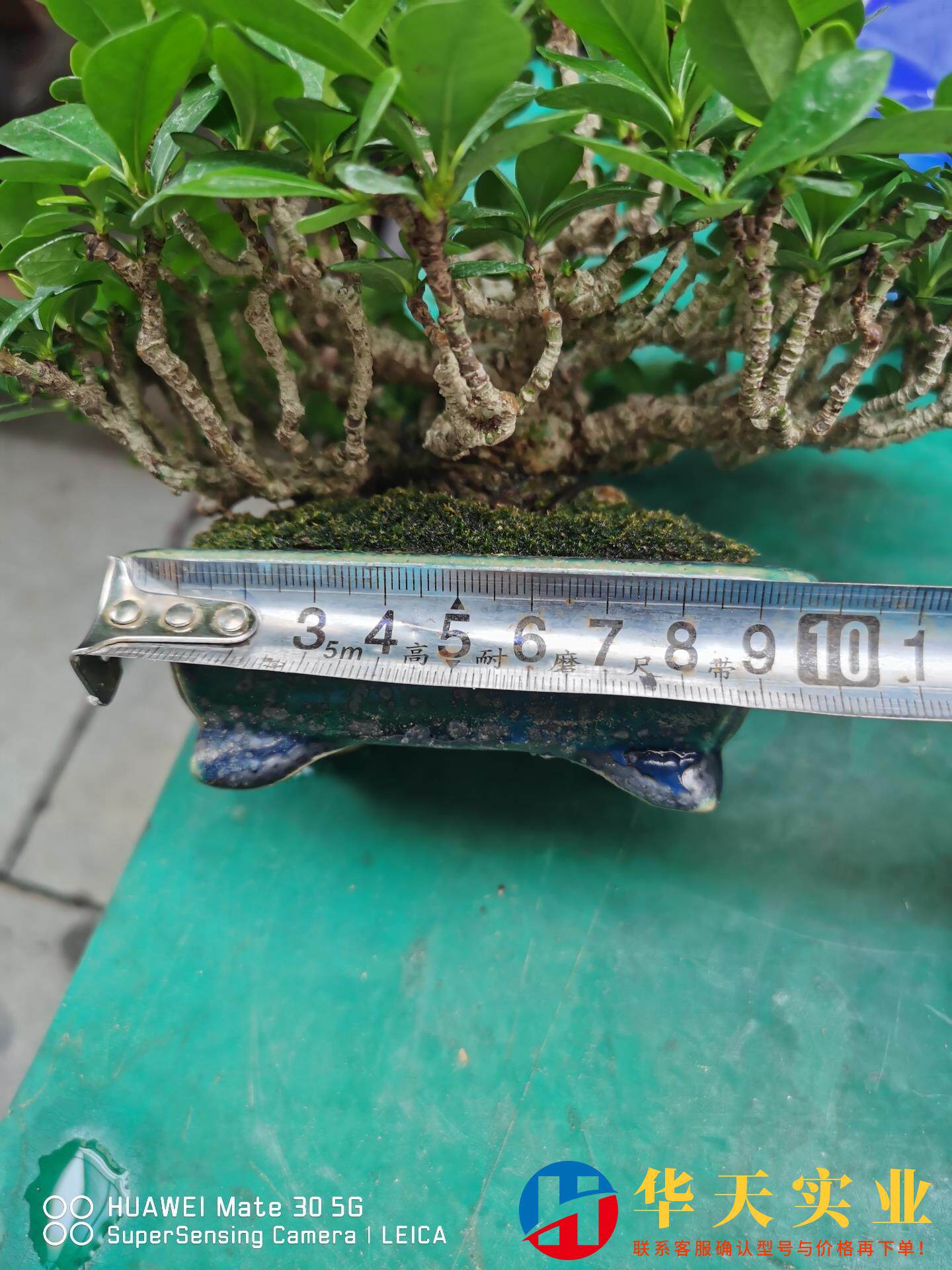 日本 托矮霸清誉栀子盆景 一本杀头 枝低年工