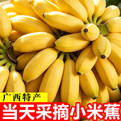 广西小米蕉当季现摘小香蕉新鲜水果整箱当季青香蕉自然熟苹果粉蕉