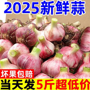 2025云南紫皮多瓣蒜新鲜大蒜现挖农家湿蒜大蒜头红皮大蒜泡蒜专用