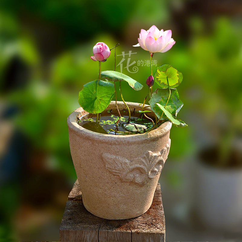 仿洞石雕刻碗莲无孔水培花盆铜钱草水竹春羽荷花古法生态造景鱼缸