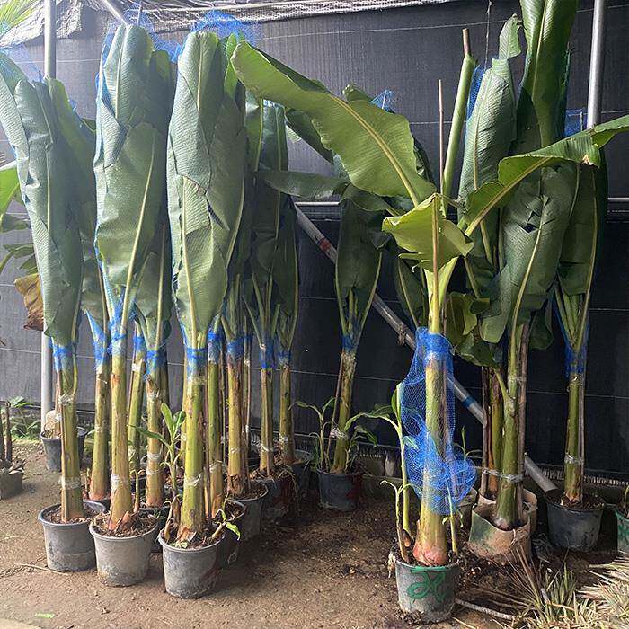 大叶芭蕉树香蕉树大型观赏绿植室内阳台庭院花园地栽可结果绿植